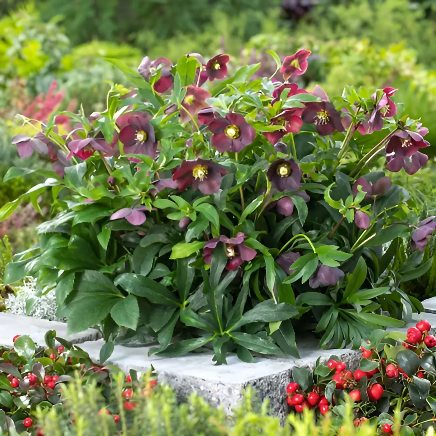 World Botanics Helleborus Halcyon Early Dark Red kerstroos 9cm donkerrood