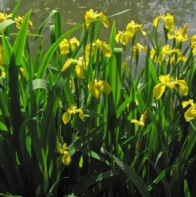 MediGran Iris pseudacorus Gele lis zaden oeverplant