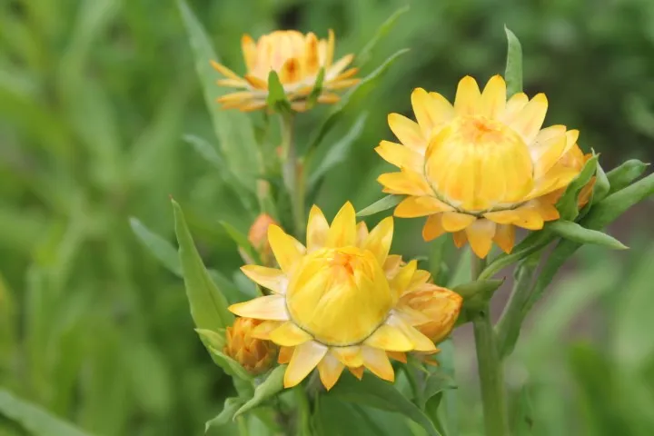 Vitale Rassen Strobloem mix bloemzaden onbespoten