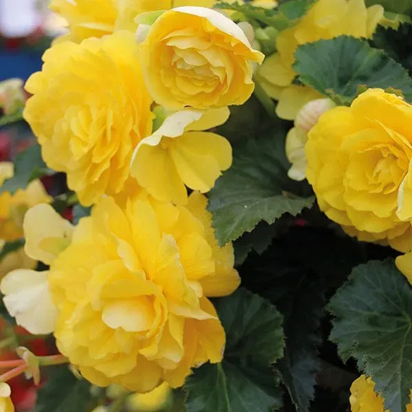 World Botanics Illumination Lemon F1 begonia planten 15 stuks geel