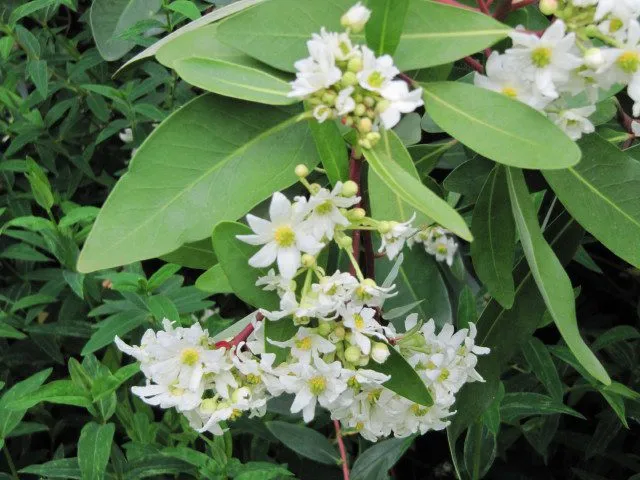 De Tuinen van MergenMetz Foye Chileense peperboom plant winterhard