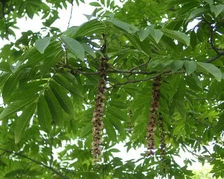 De Tuinen van MergenMetz Japanse vleugelnoot boom Pterocarya rhoifolia