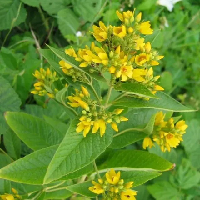 MediGran Grote wederik Lysimachia vulgaris zaden onbespoten