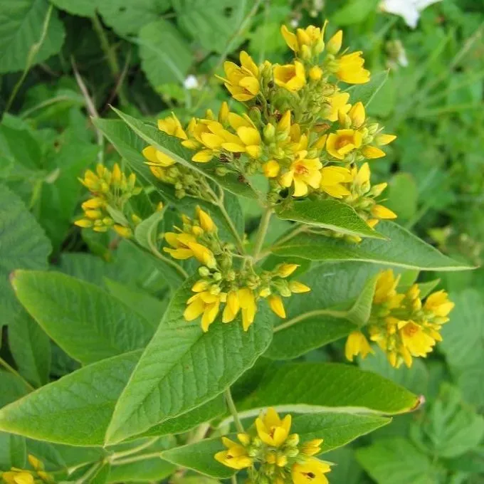 MediGran Grote wederik Lysimachia vulgaris zaden onbespoten