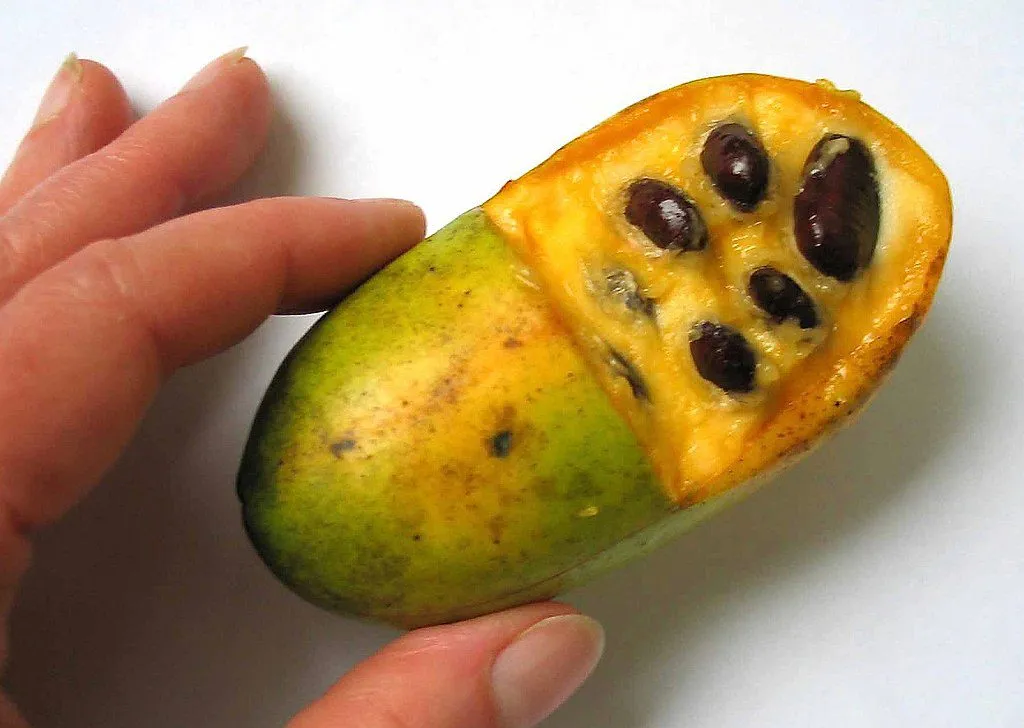 De Tuinen van MergenMetz Gewone Pawpaw plant 20-30 cm
