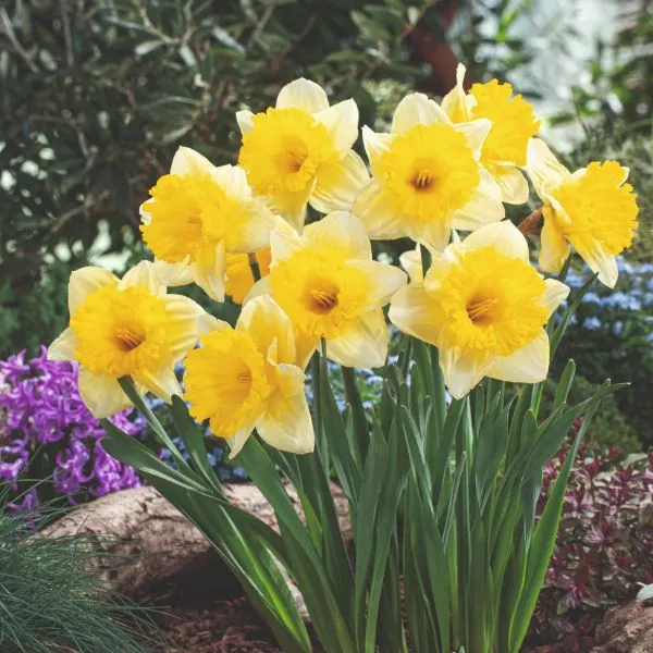 World Botanics Narcissus Las Vegas bloembollen 15 stuks tweekleurig