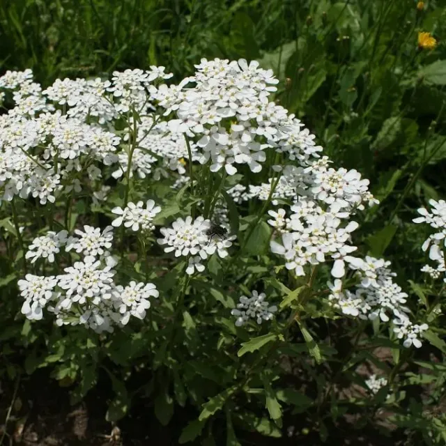 MediGran Iberis amara Bittere scheefbloem zaden witbloeiend
