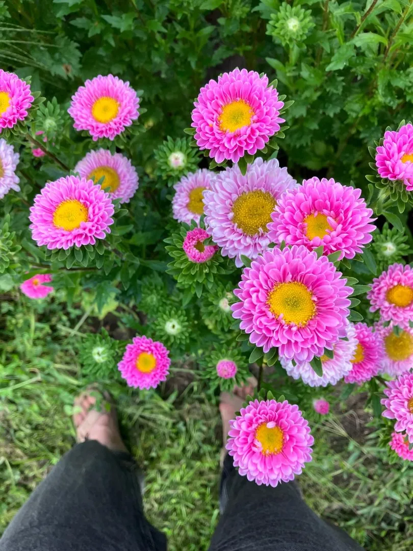 Vitale Rassen Matsumoto Roze zomeraster zaden roze