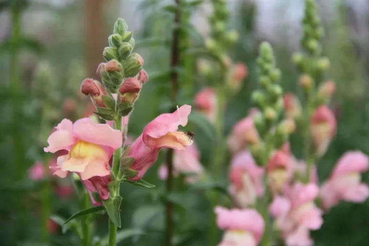 Vitale Rassen Leeuwenbek mix zaden onbespoten