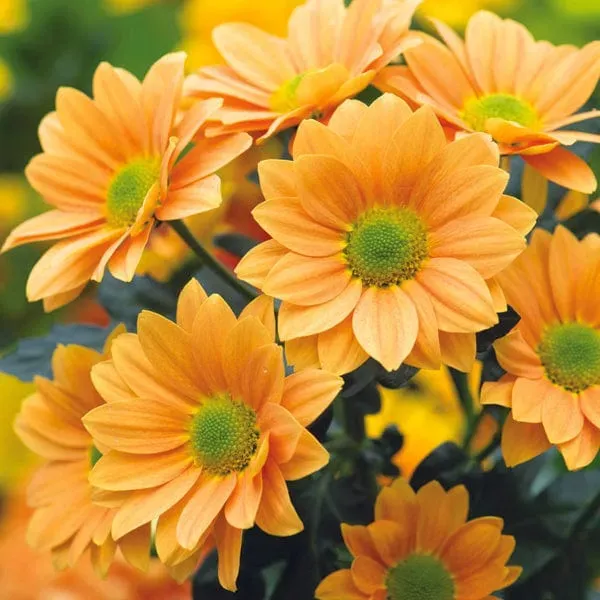 World Botanics Chrysanthemum Danielle Bronze jonge planten