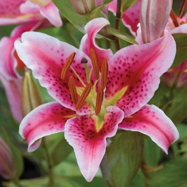 World Botanics Lilium Stargazer leliebollen roze