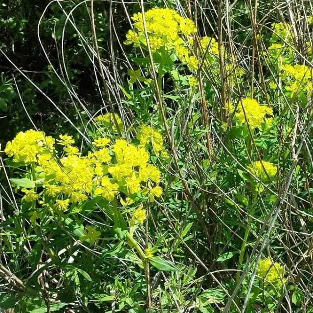 MediGran Euphorbia palustris moeraswolfsmelk zaden oever