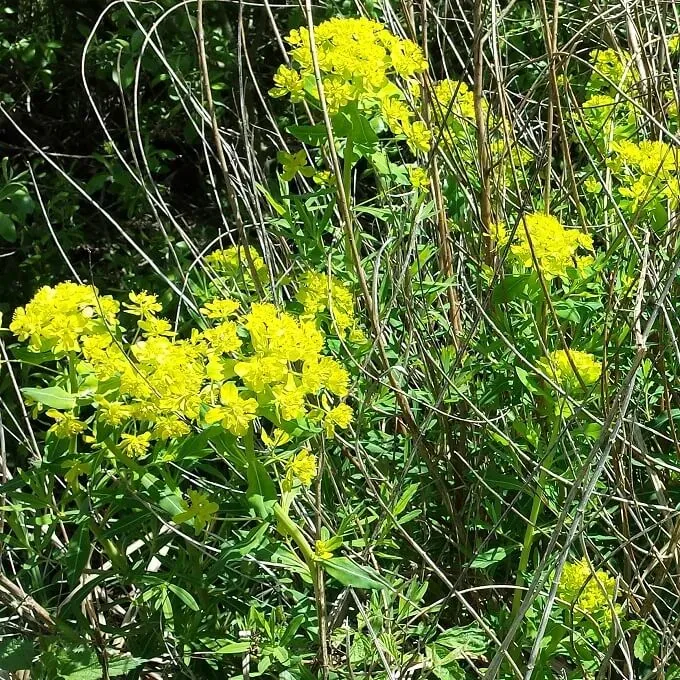 MediGran Euphorbia palustris moeraswolfsmelk zaden oever
