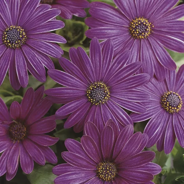World Botanics Serenity Dark Purple osteospermum 5 planten