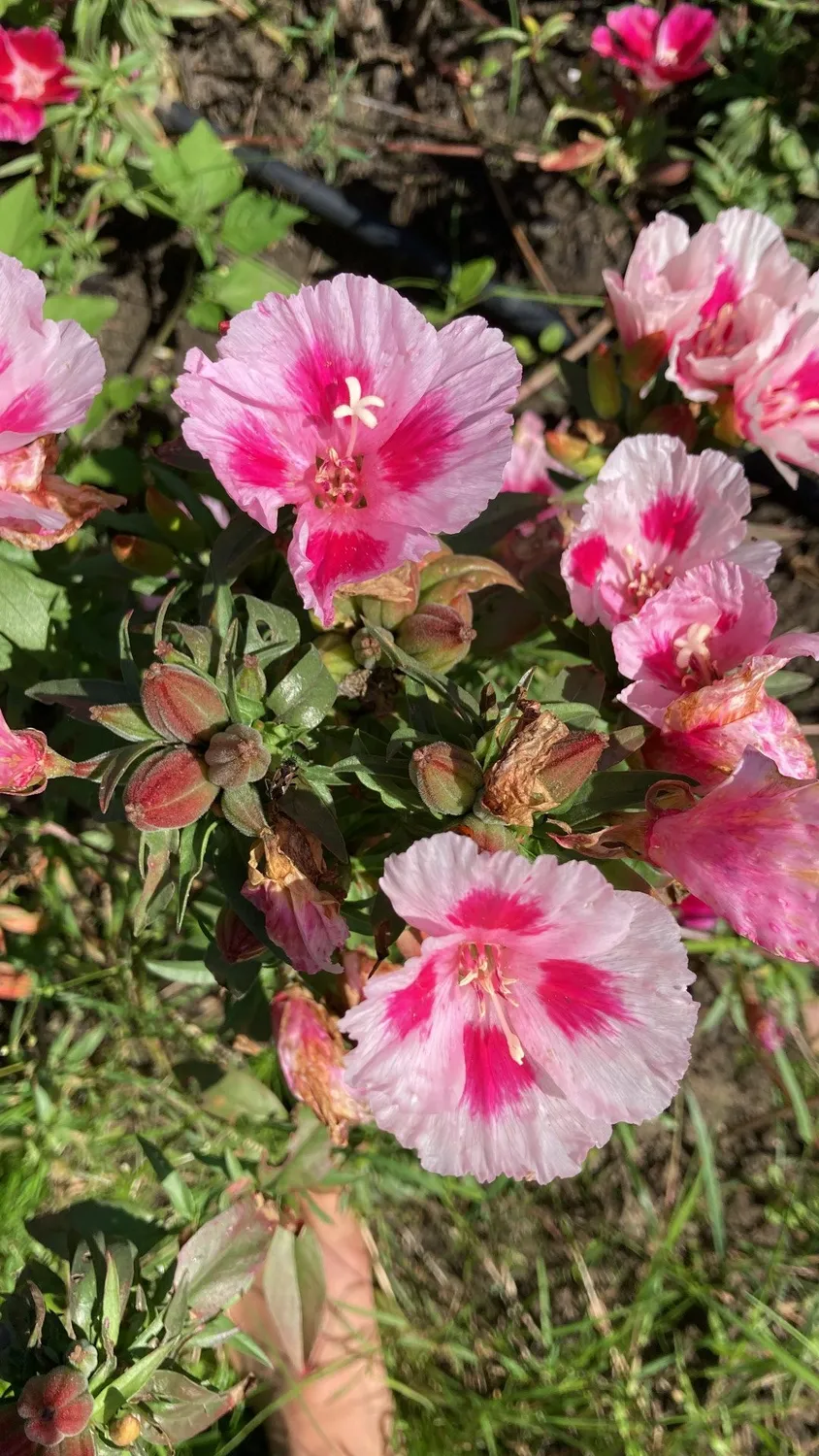 Vitale Rassen Zomerazalea Grace mix zaden onbespoten
