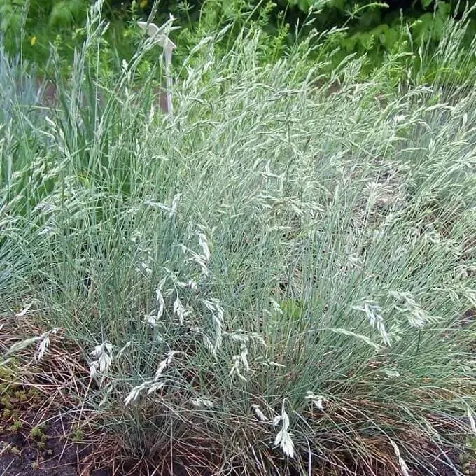 MediGran Festuca brevipila hard zwenkgras zaden onbespoten