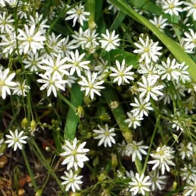 MediGran Stellaria graminea grasmuur zaden onbespoten