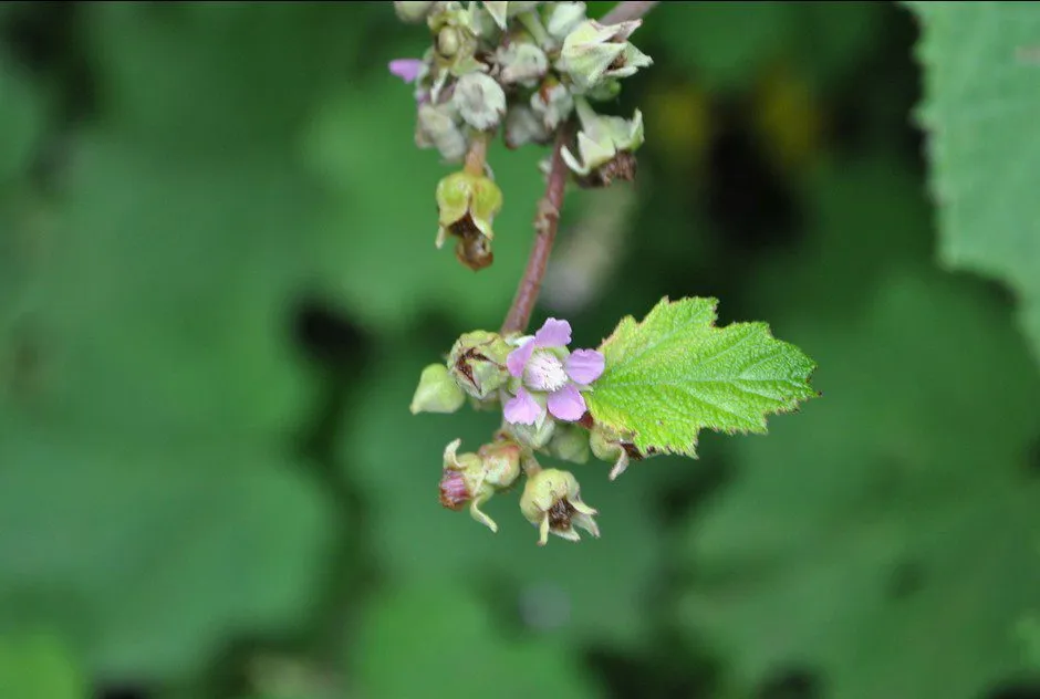 De Tuinen van MergenMetz Chinese braam plant Rubus setchuenensis doornloos