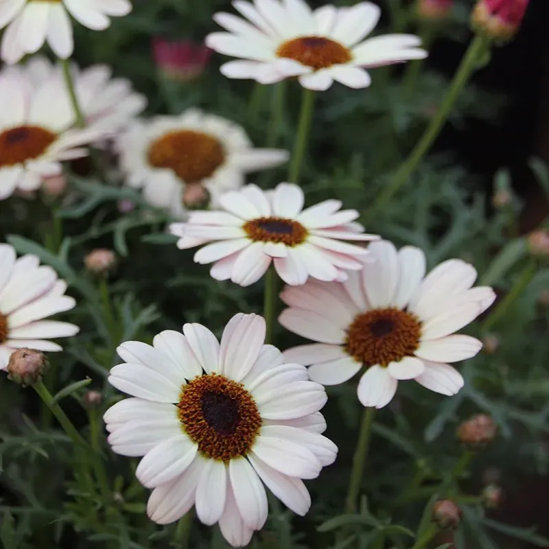 World Botanics Argyranthemum Grandaisy Ivory White 5 planten