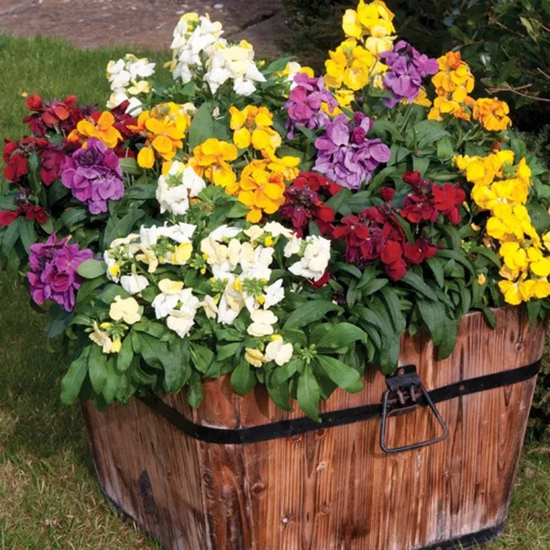 World Botanics Wallflower Sugar Rush Mixed F1 muurbloem 15 stuks