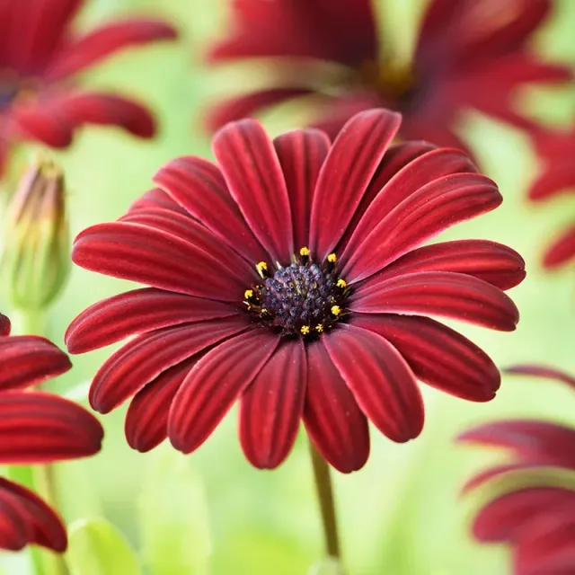 World Botanics Osteospermum Serenity Red bloemplanten 5 stuks