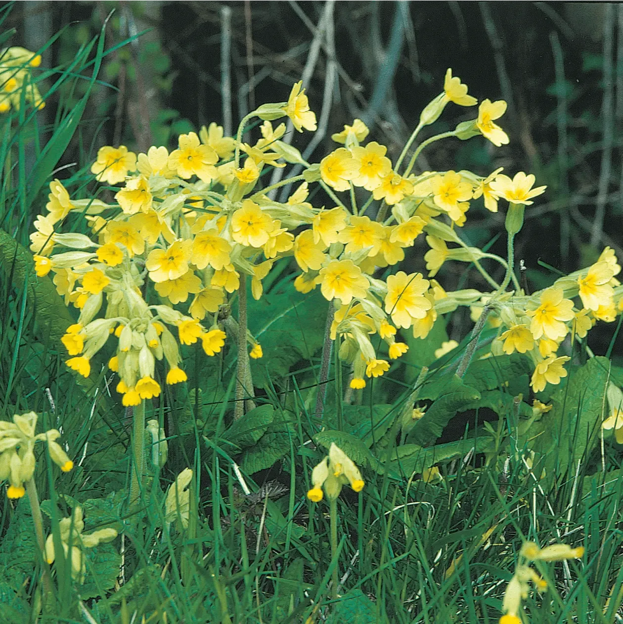 World Botanics Wildflower Cowslip zaden geel
