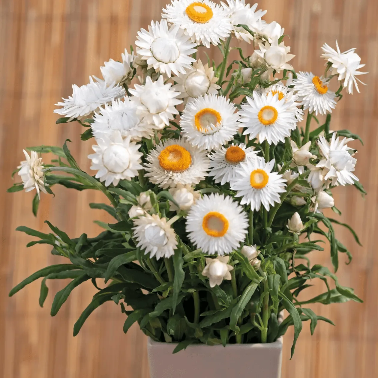 World Botanics Helichrysum Silvery White bloemzaden zilverblad