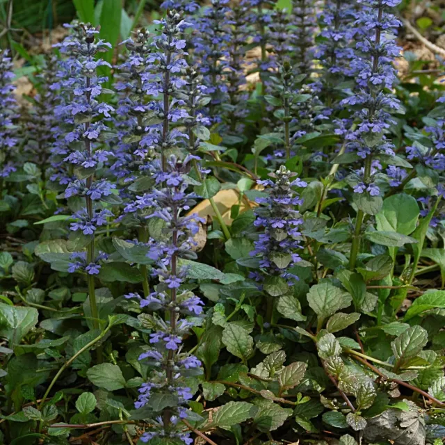 De Tuinen van MergenMetz Ajuga reptans Kruipend Zenegroen zaden wintergroen