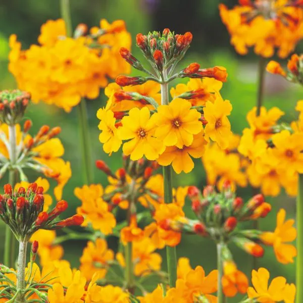 World Botanics Primula Bulleyana vaste plant 9cm oranje