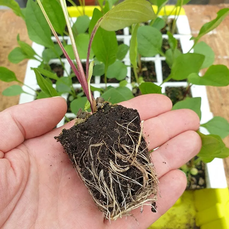 World Botanics Bustaseed zaaibak met deksel herbruikbaar