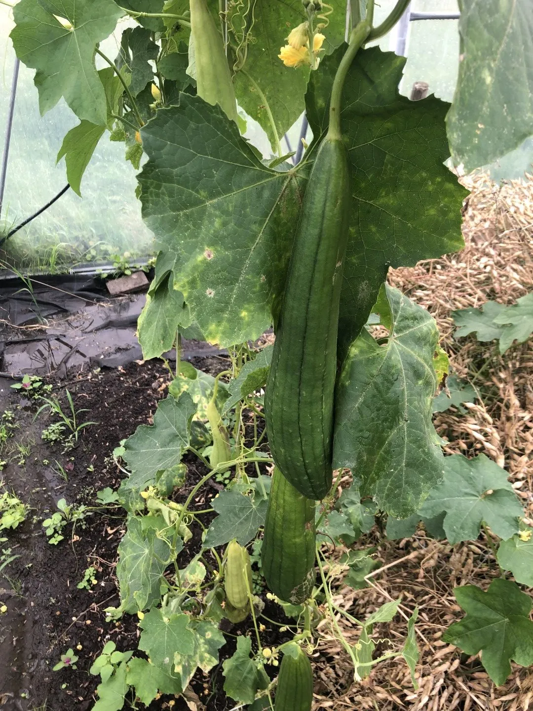 Vitale Rassen Luffa Burete Verde zaden