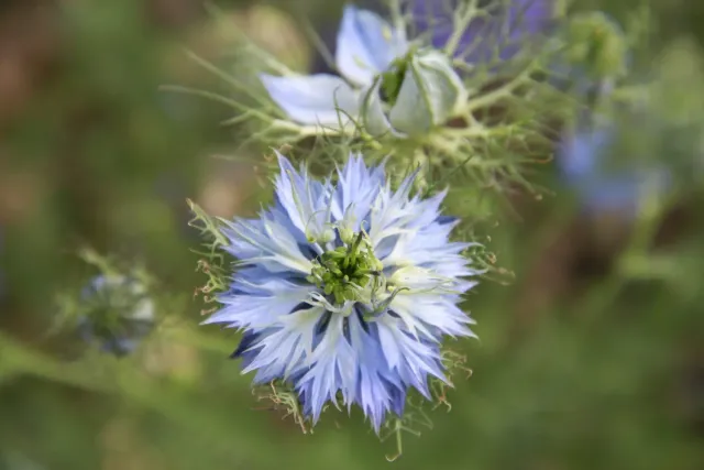 Vitale Rassen Juffertje-in-het-groen Blauw zaden