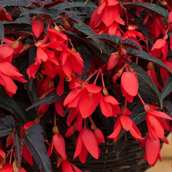 World Botanics Starshine begonia jonge planten 5 stuks hangmix