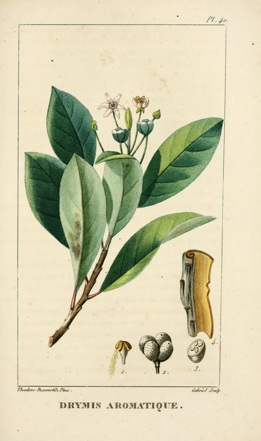 De Tuinen van MergenMetz Foye Chileense peperboom plant winterhard
