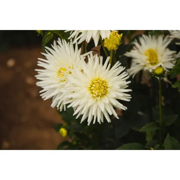 World Botanics My Love dahlia plant wit cactus