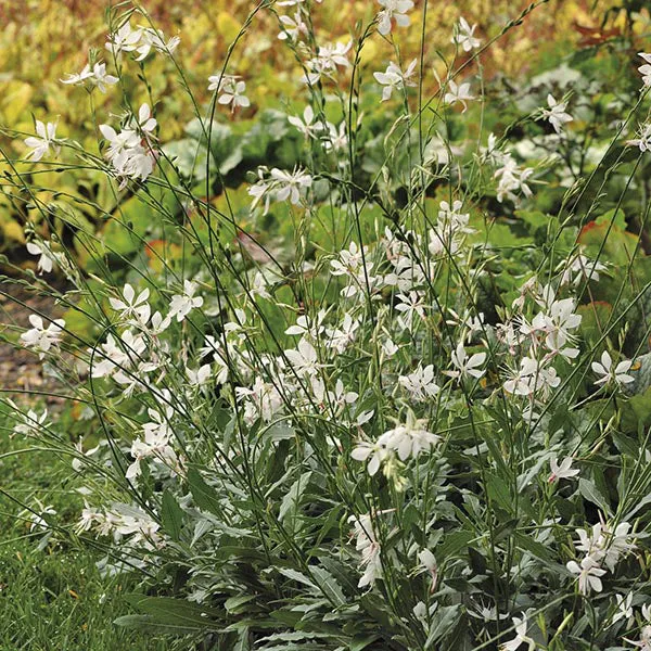 World Botanics Bee Happy Blooms jonge planten 20 stuks bijvriendelijk