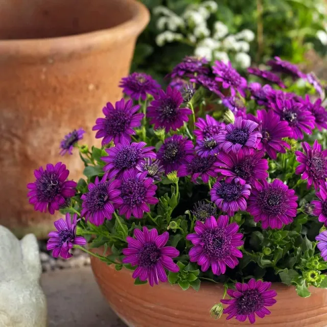 World Botanics Osteospermum 3D Double Purple jonge planten 5 stuks