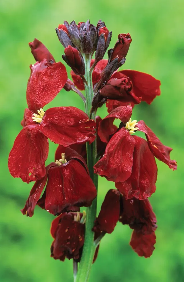 World Botanics Wallflower Blood Red muurbloem zaden bloedrood