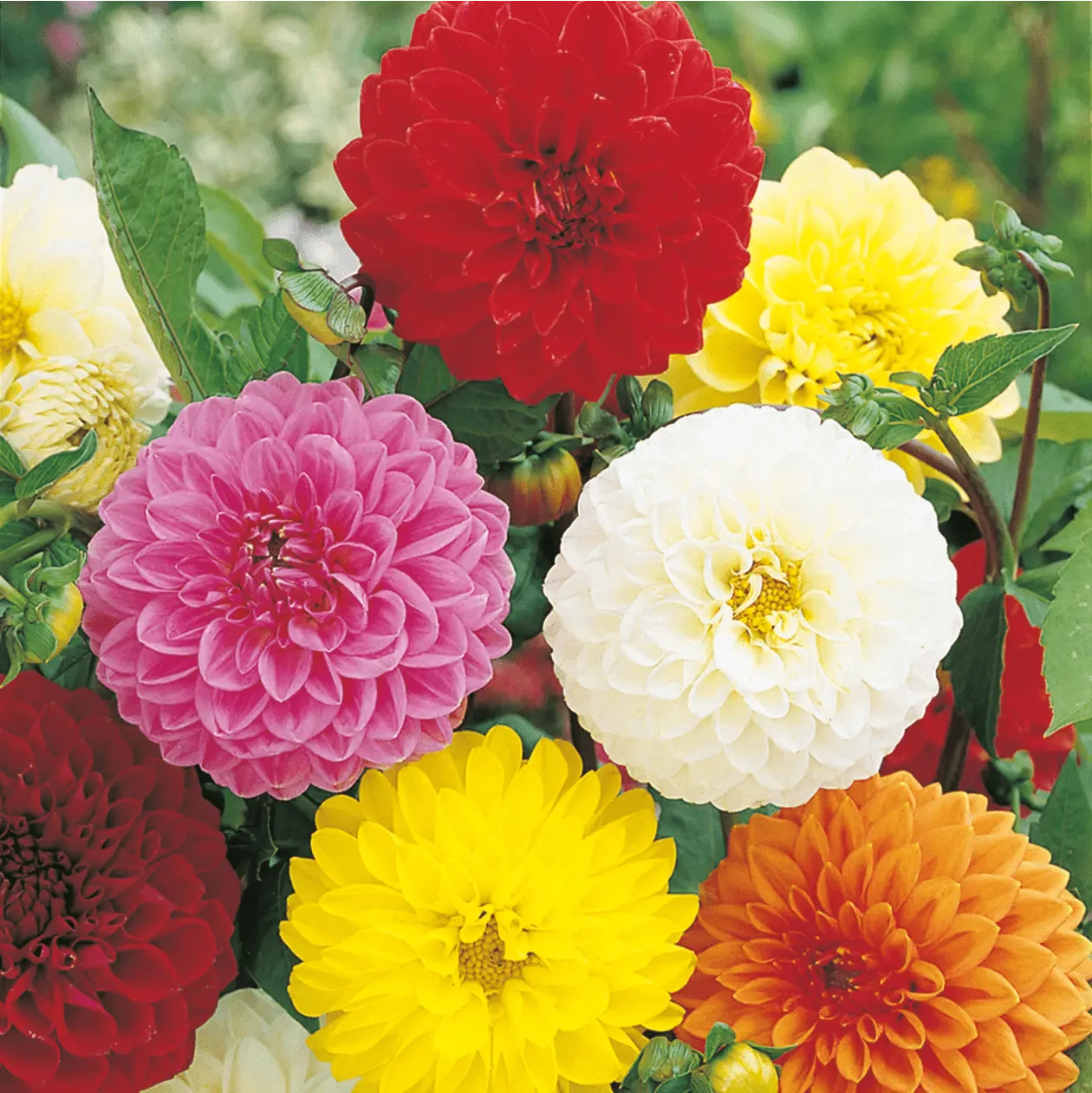 World Botanics Showpiece dahlia zaden gemengd
