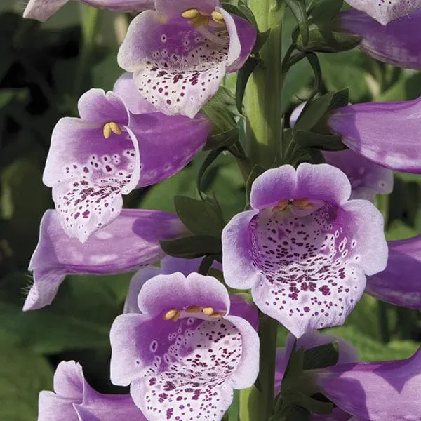 World Botanics Digitalis Dalmatian Rose jonge planten 5 stuks roze