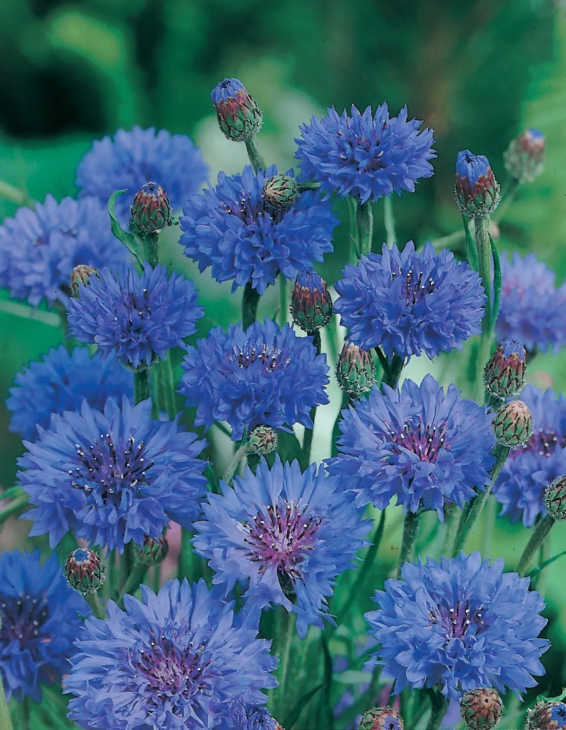 Johnsons Cornflower Double Blue bloemzaden dubbel blauw