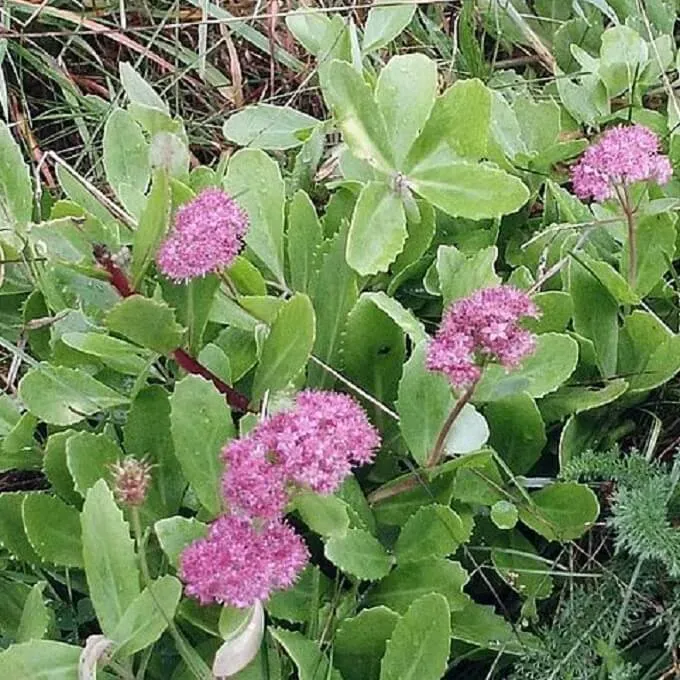 MediGran Hylotelephium telephium hemelsleutel zaden vetplant