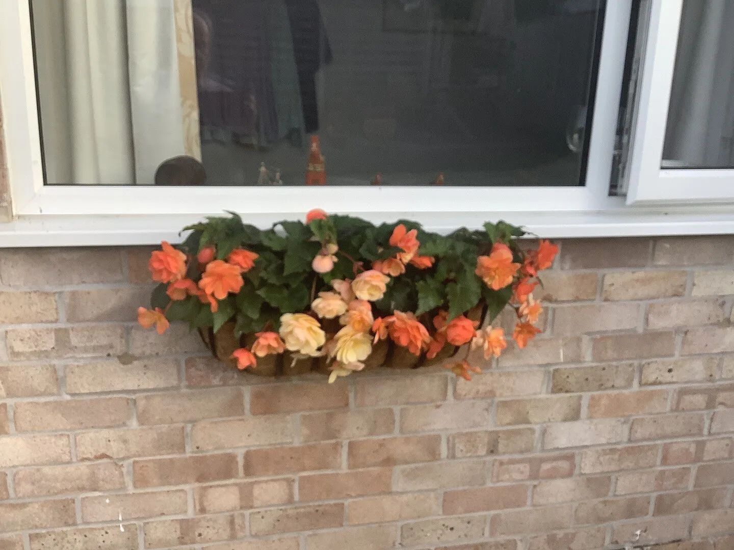 World Botanics Begonia Illumination Apricot Shades F1 15 stuks hangplant