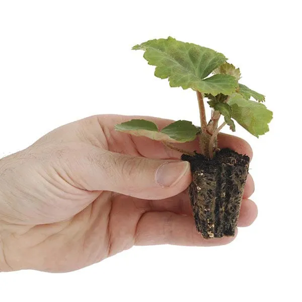 World Botanics Begonia Non-Stop Mocca Mixed F1 planten