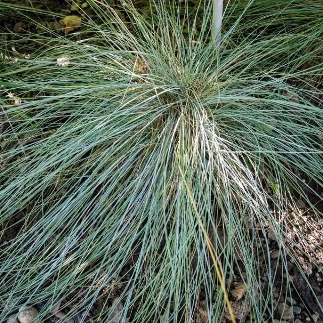 MediGran Festuca glauca zaden blauw zwenkgras