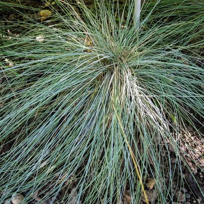 MediGran Festuca glauca zaden blauw zwenkgras