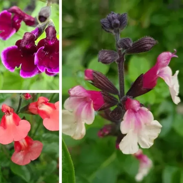 World Botanics Salvia Summer vaste planten 3x 9 cm gemengd