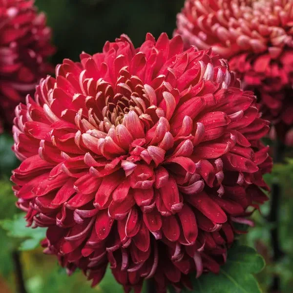 Woolmans Regal Mist Red chrysant 5 jonge planten