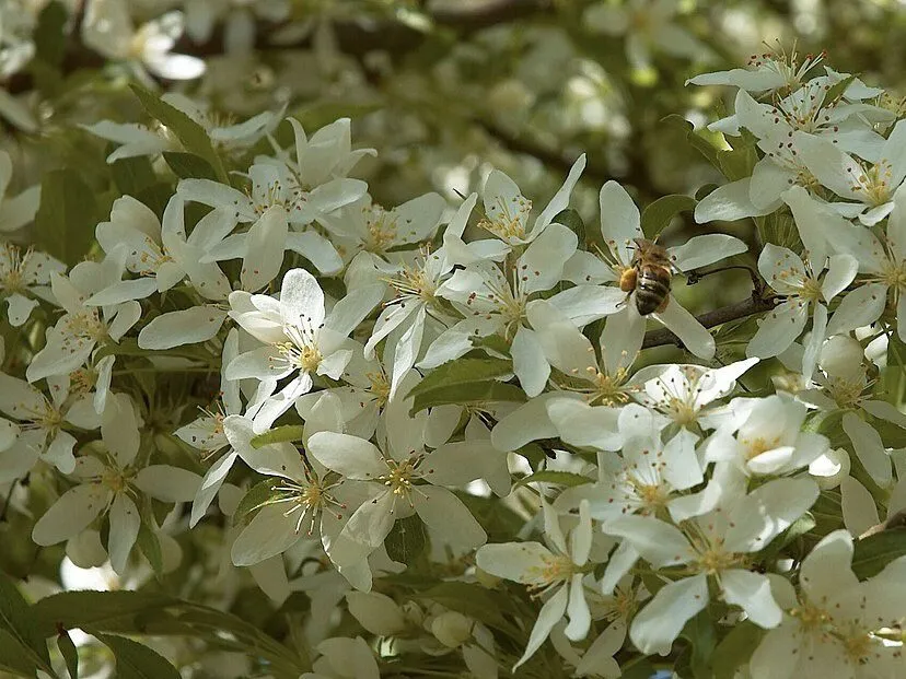De Tuinen van MergenMetz Malus toringo Siebolds wilde appel plant