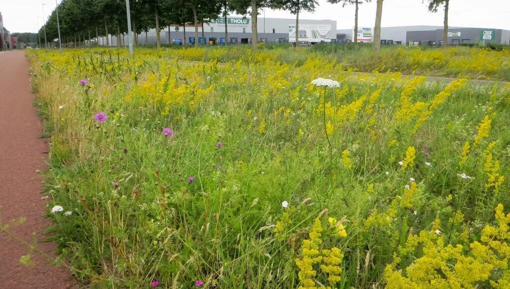 MediGran GD-63 graslandflora bloemenmengsel kalkrijk